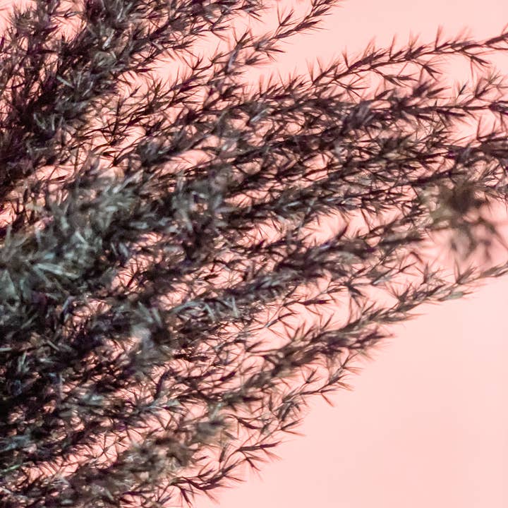 Fleurs Flowers - Wholesale Dried/Pressed Flowers - Miscanthus Grass9