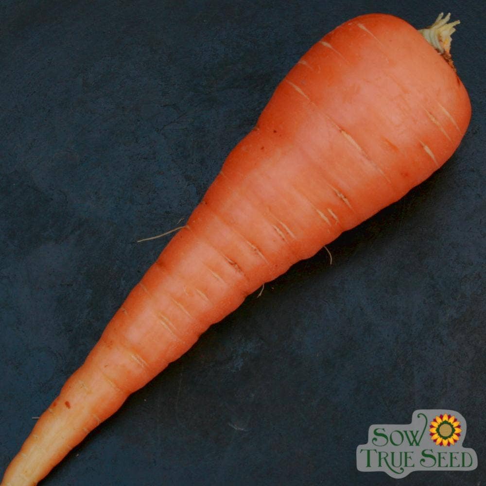Sow True Seed - Wholesale Plant Seeds - Carrot Seeds - Danvers 126, ORGANIC1