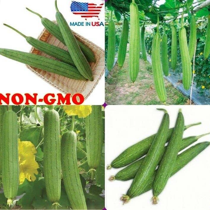 The Rike - Wholesale Plant Seeds - Luffa Seeds Sponge Gourd Ghosaval Loofa 3 pack x 40 Seeds2