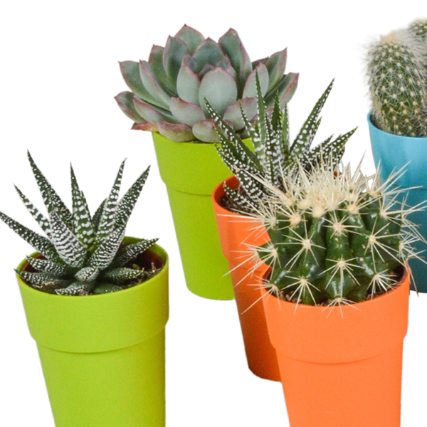 Oasis of Life - Wholesale Succulent - Succulents & Cacti Mix – 15 Plants – Ø5.5cm Houseplants in Colorful Plastic Pot – Various Mini Succulents & Cacti – Easy-Care Plants for Windowsill, Office & Living Room2