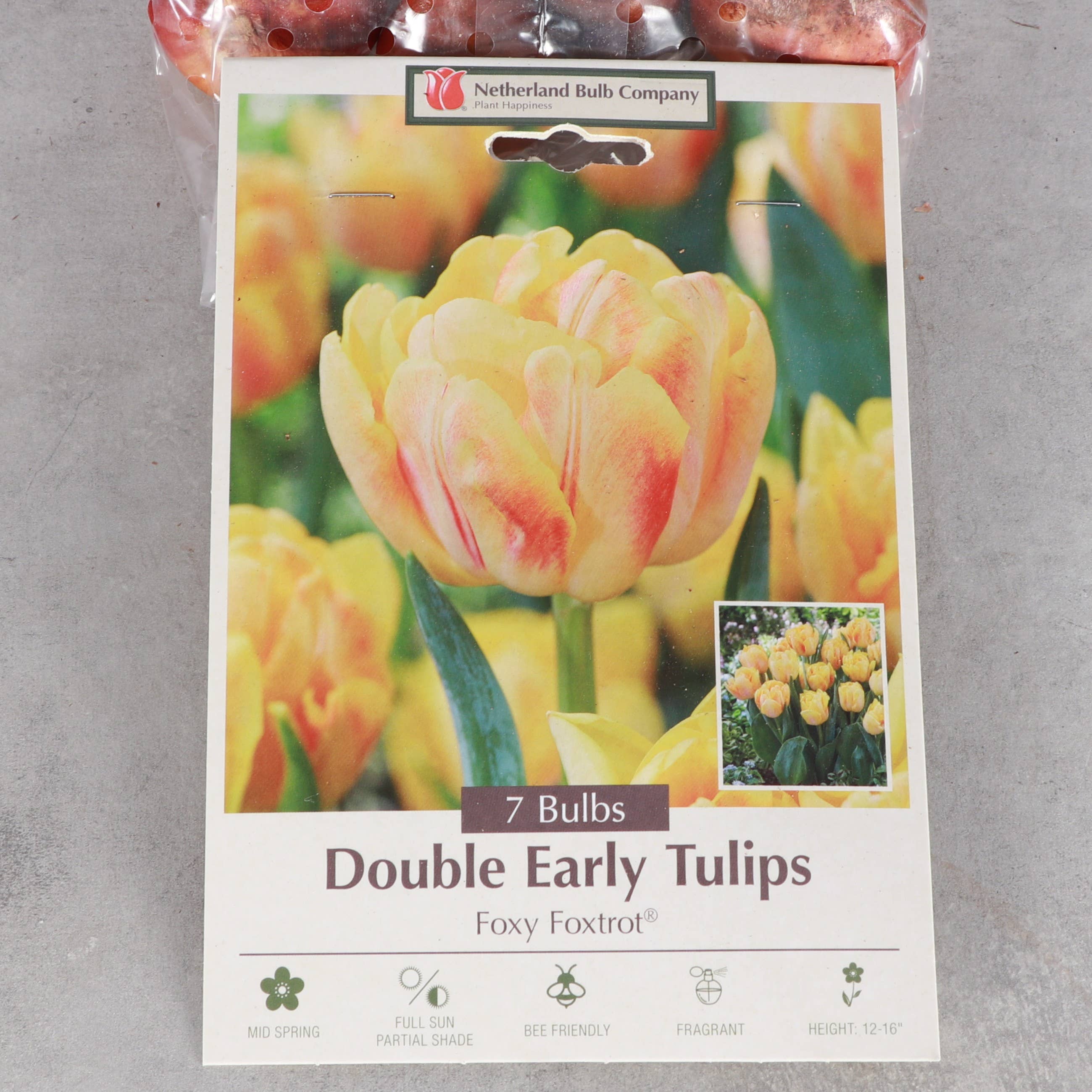 Thorsen's Greenhouse - Vente Plante - Bulbes de tulipes - Plusieurs variétés - Plantes vivaces10