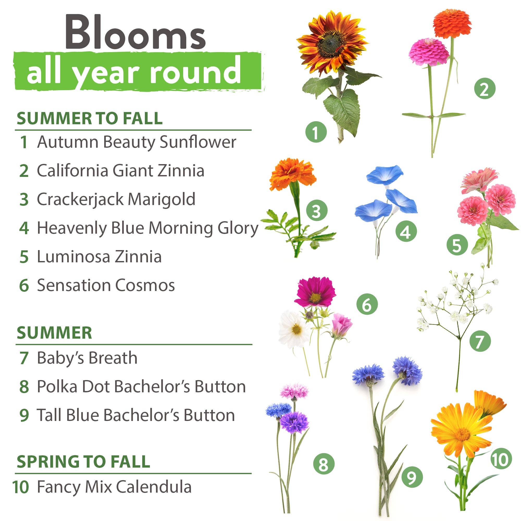 Homegrown Garden - Wholesale Plant Seeds - 10 Annual Flower Seeds Packets with Wildflower Seeds1