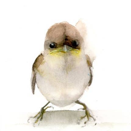 Baby European Sparrow ~ "Surley" ~ Little Wonders ~ Giclée Print for wholesale by Holly Wach Art LLC