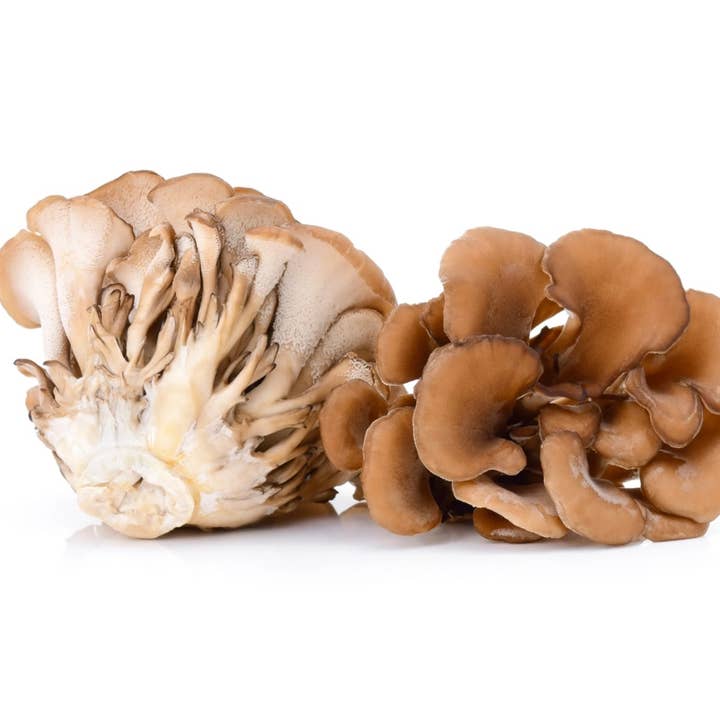 Maitake Mushroom Powder for wholesale by Mushröm