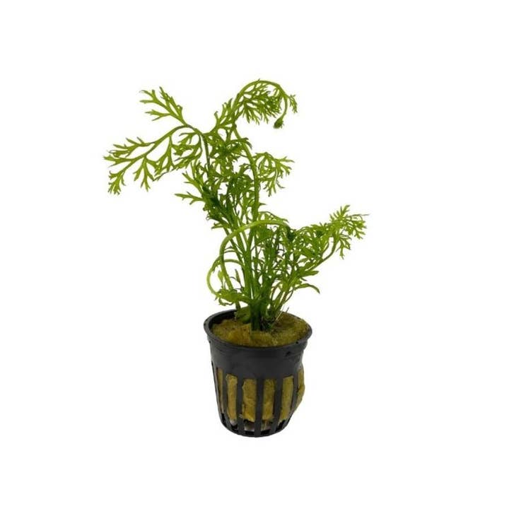 Wetplants - Wholesale Live Plant - Grower's Choice Assorted Aquatic 2" Potted Plants4