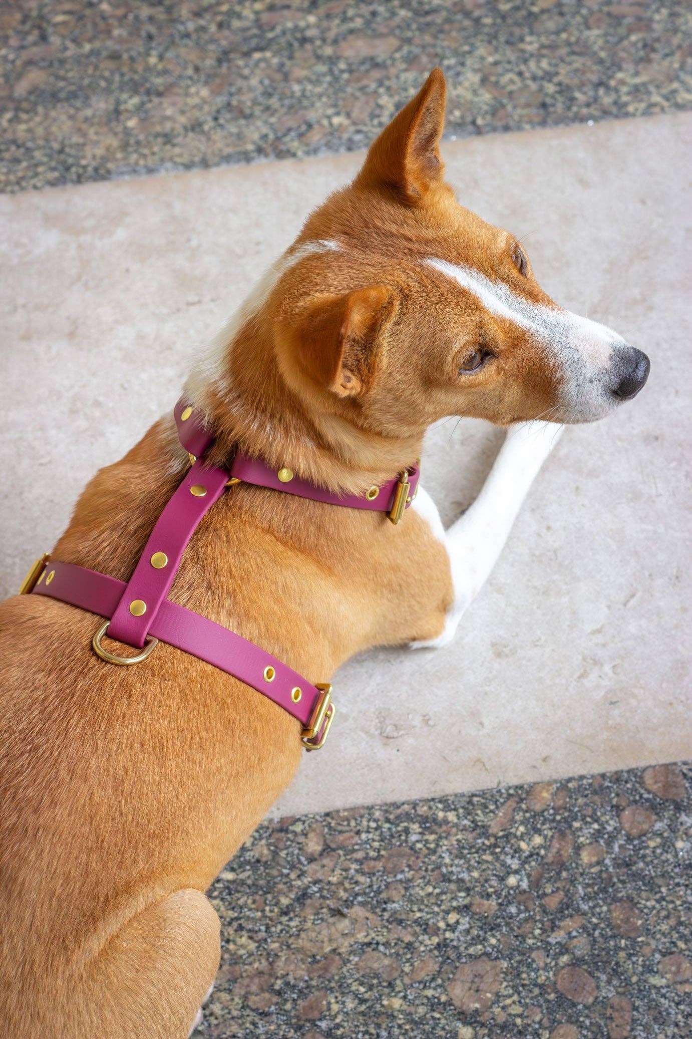 Atelier Markiz - Wholesale Pet Harness - Dog - Sangria Harness4