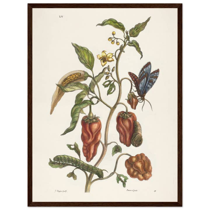 Maison de Paloma - Wholesale Art Print - Poivre d'Inde11