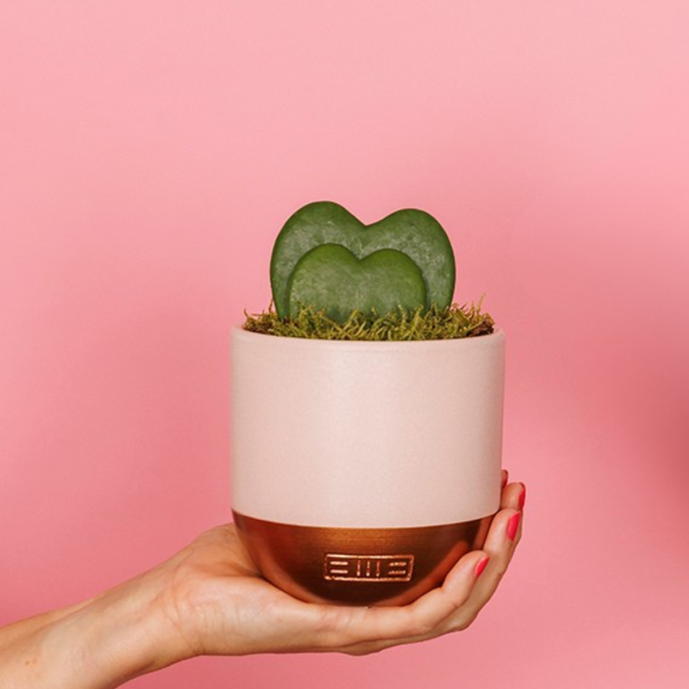 The Little Botanical – wholesale Succulent – Hoya Kerrii (Double Heart) 💚💚9