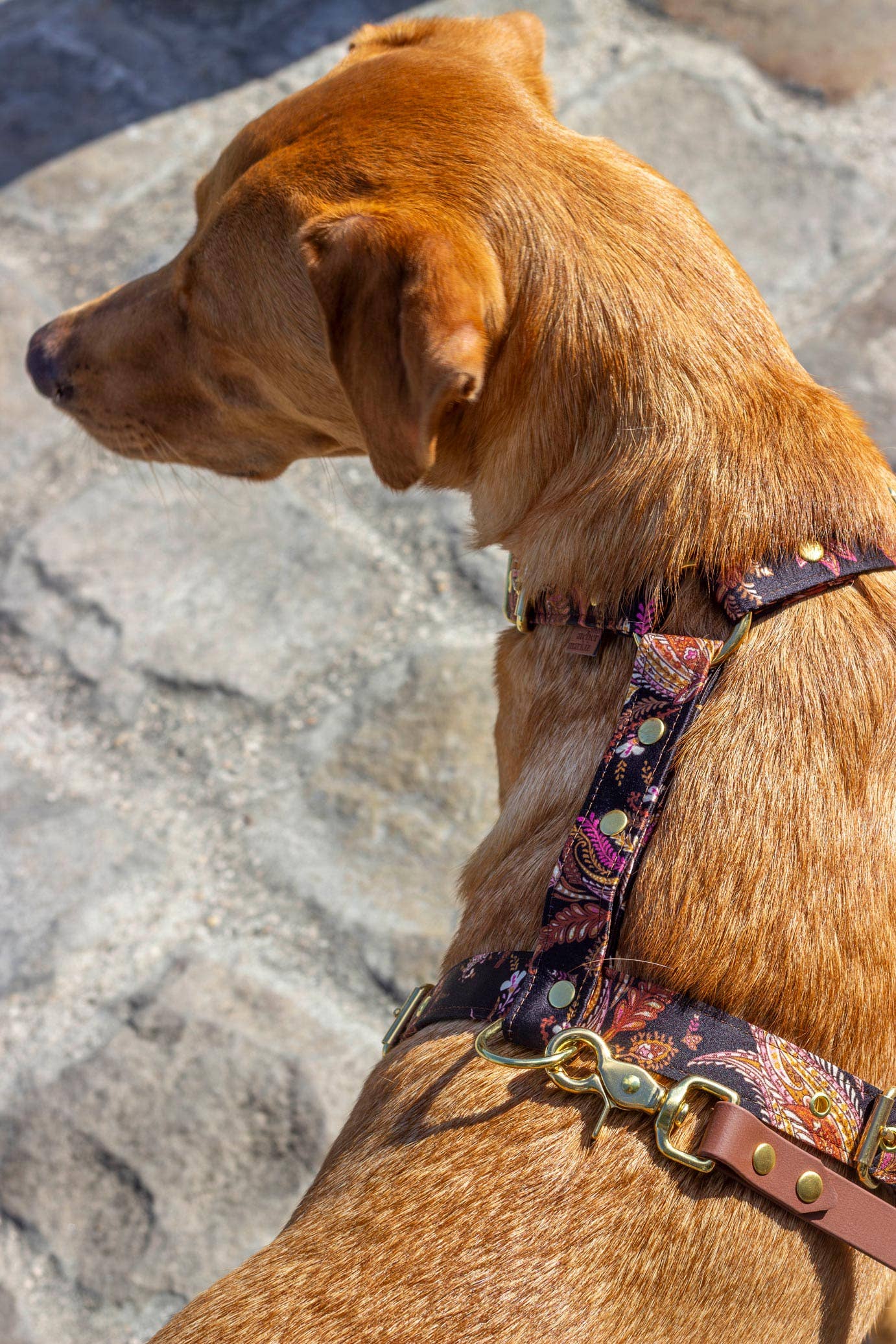 Atelier Markiz - Wholesale Pet Harness - Dog - Kashmir Harness5