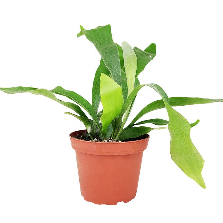 Best Plant Friend - Wholesale Live Plant - Staghorn Fern - Low-light Plants - Live Indoor Plants 4in