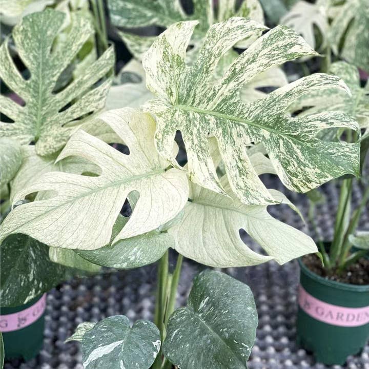OrchidBox - Wholesale Live Plant - Monstera deliciosa “White Monster” variegated TC Plantlet