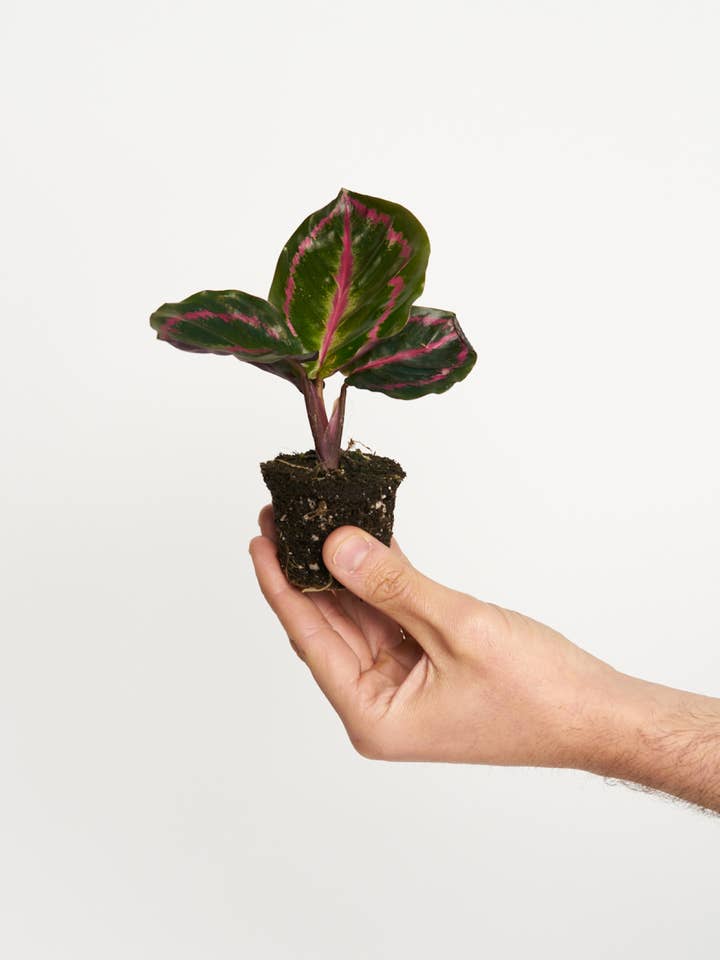 Calathea roseopicta Dottie för wholesale av Miniplanta
