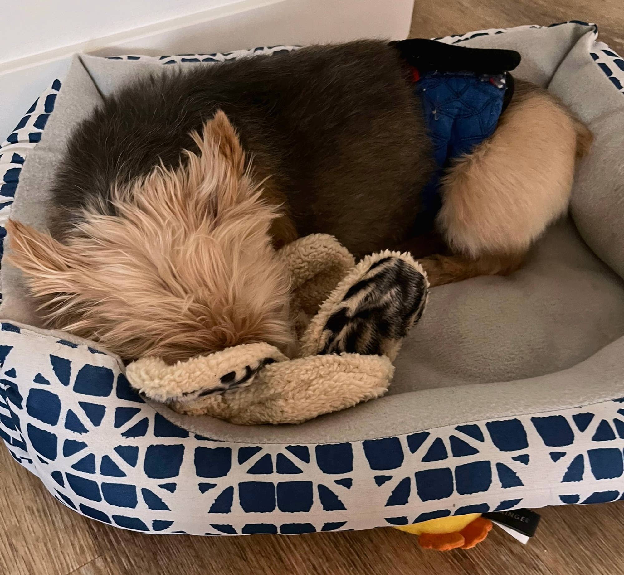 Whiskers 'n Paws Unique Pet Gifts, LLC – Peluche - Cão por atacado – Mini Franny, brinquedo para reduzir o estresse, auxiliar de redução de ansiedade4