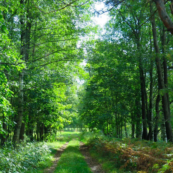 Cantrip Candles - Wholesale Room & Linen Spray - A Walk in the Woods Ambience Spray
