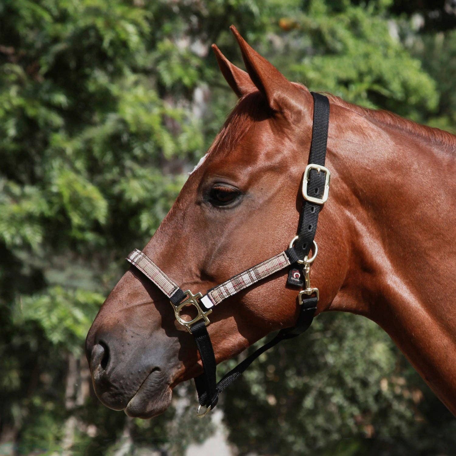 Kensington - Wholesale Horseback Riding Gear - Premium Nylon Halter12