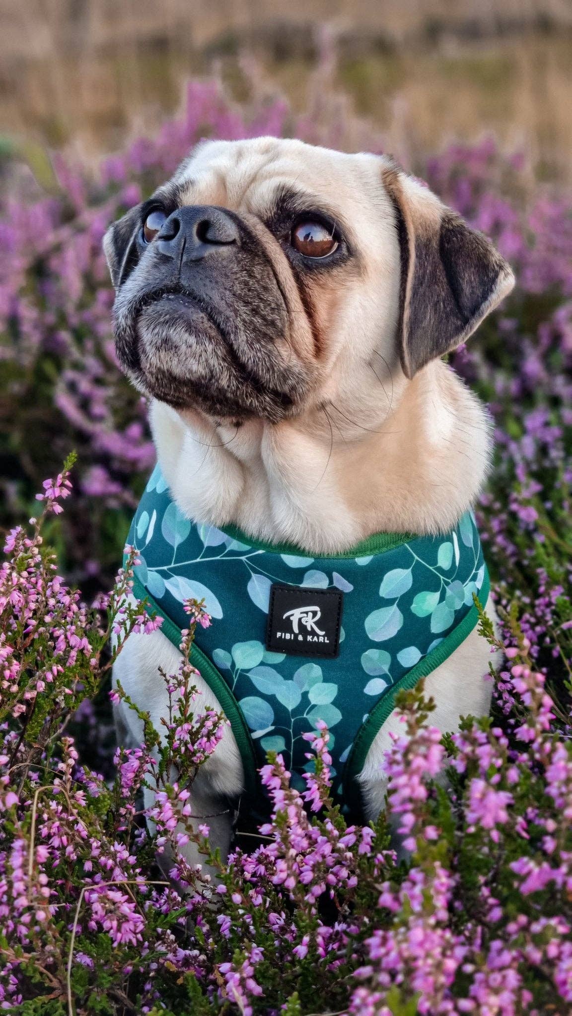 Fibi & Karl - Wholesale Pet Harness - Dog - 2-in-1 FK Rajasim dog harness2