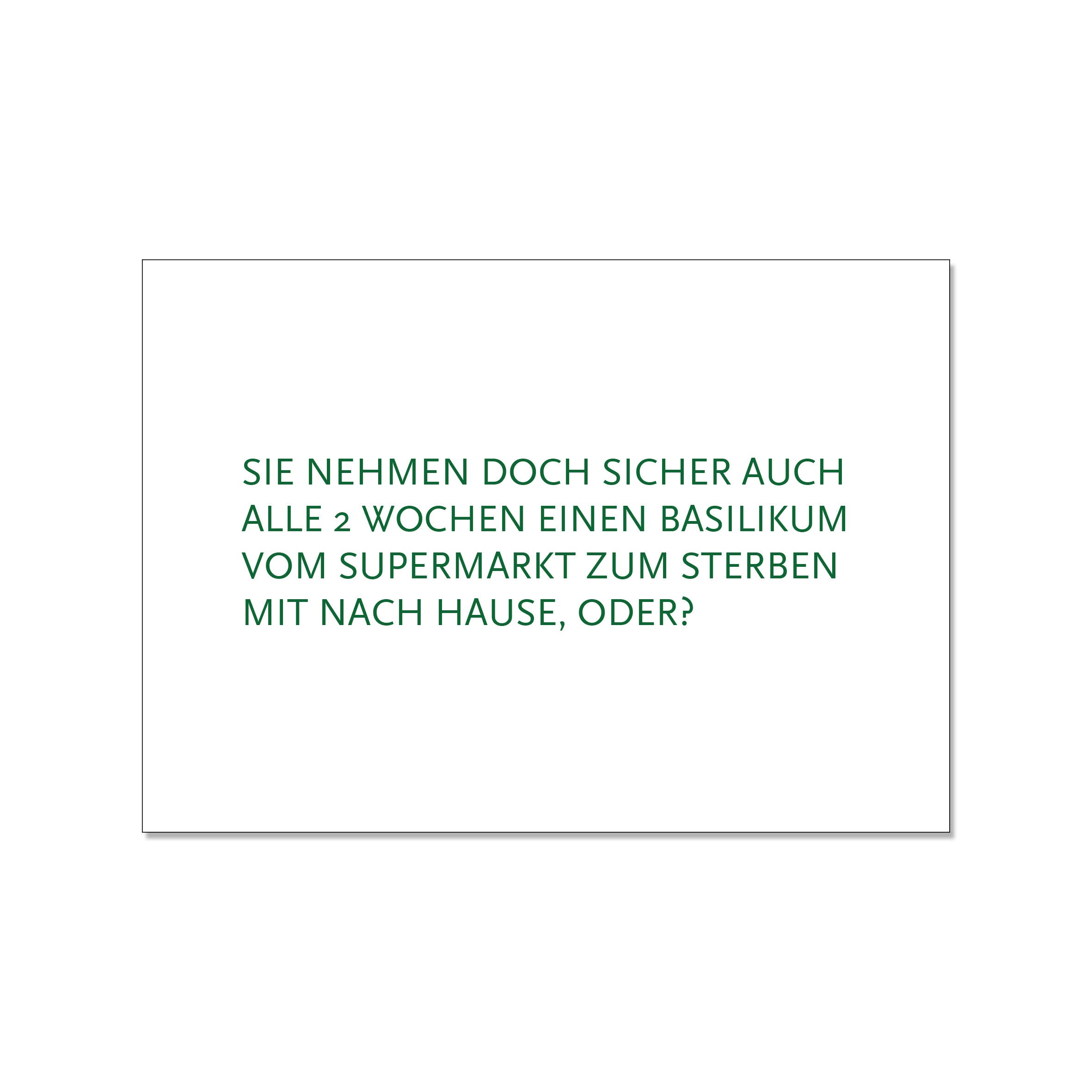 17;30 - Wholesale Postcard - 5:30 PM - Postcard landscape, YOU SURELY ALSO TAKE A BASIL PLANT FROM THE SUPERMARKET EVERY 2 WEEKS TO DIE
