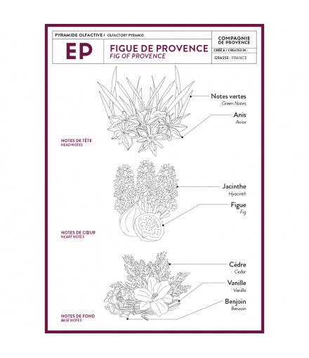Cie Luxe Brands- Compagnie de Provence - Wholesale Hand Soap/Wash - Liquid Marseille Soap Fig of Provence 16.7 fl oz Glass2