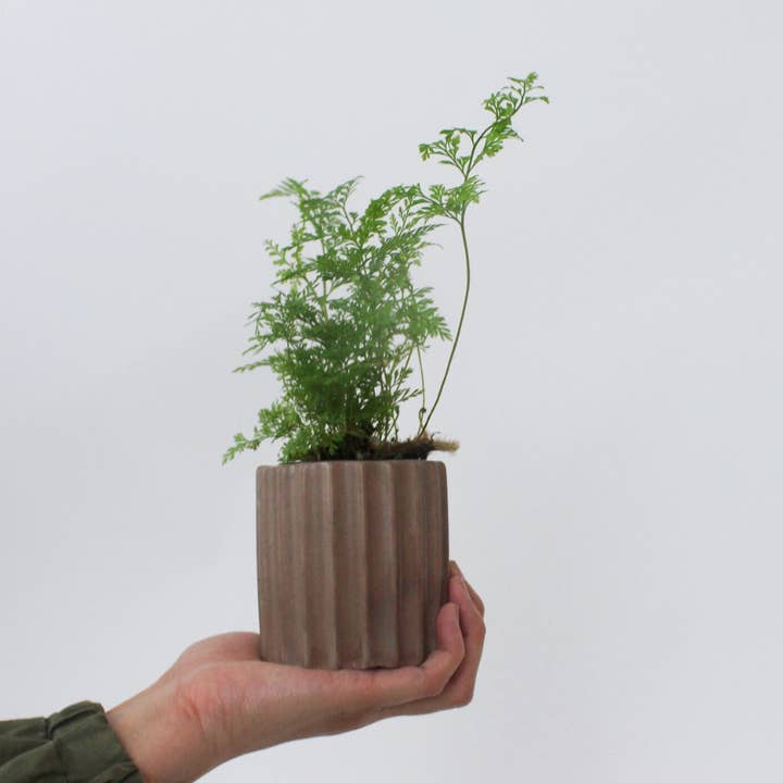 Mindful Cements - Wholesale Plant pot - Ribbed Vessel Planter0