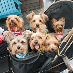 Ibiyaya - Wholesale Pet Carrier - Cat/Dog - Monarch Premium Pet Jogger, Designer-Luxury Dog Stroller 8