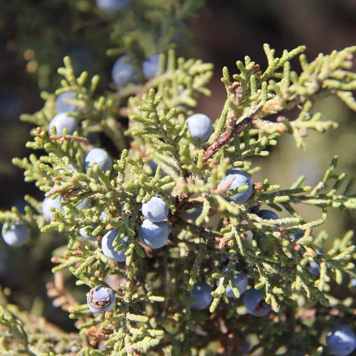 Juniper Herbal Tincture for wholesale by Daydream Organics | Prairie Doctor Brand