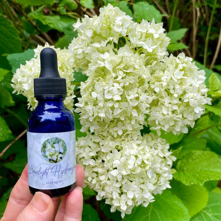 Stenella Farms - Wholesale Flower Essence - Limelight Hydrangea Flower Essence