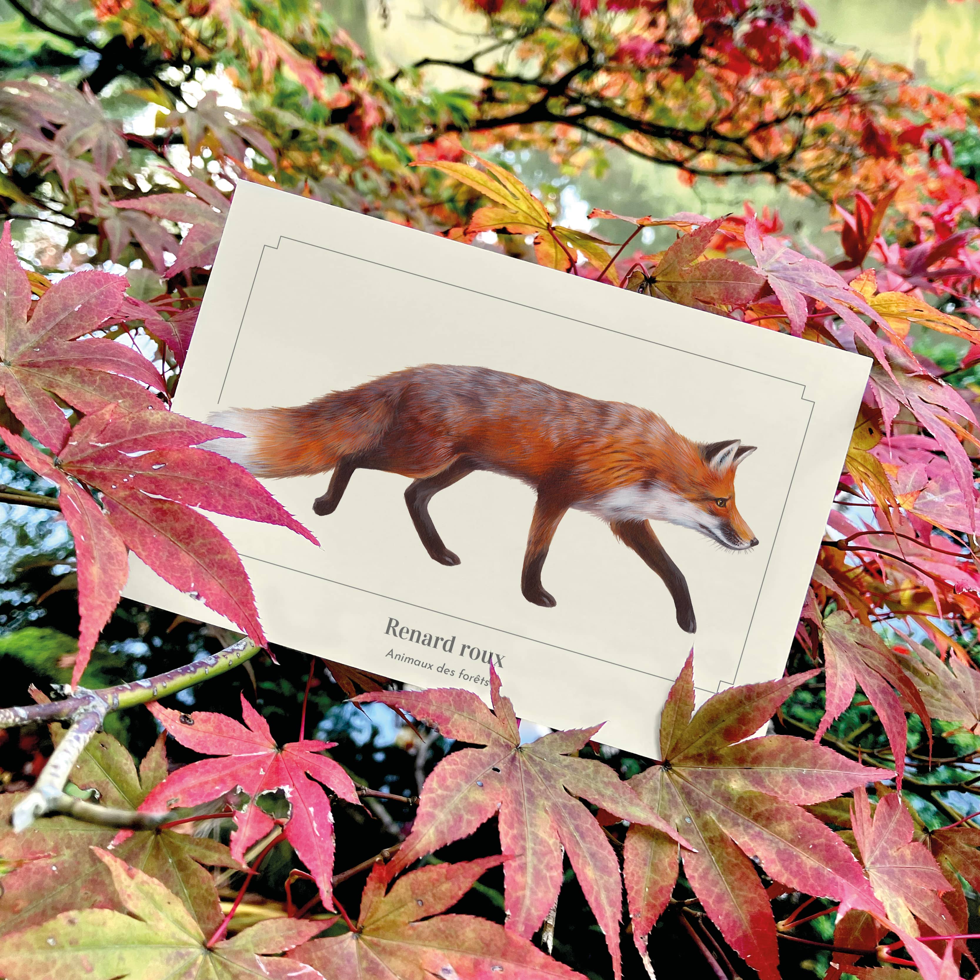 Longue-vue - Wholesale Postcard - Red fox - Postcard1