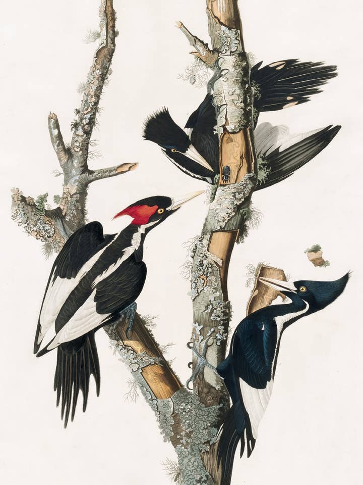 Vykort Elfenbensnäbbad hackspett (201766) för wholesale av The Knowledge of Things by Catch Publishing