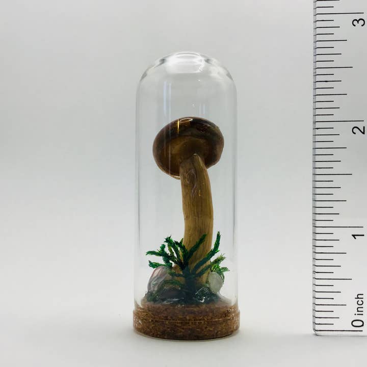 Real Mushroom Curiosity Jar Fungi Oddity Decor 2.75" # 704 for wholesale by Fungus Farm LLC