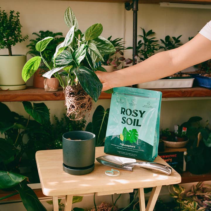 Rosy Soil - Wholesale Planting/Potting Soil - 8qt Organic potting soil mix, indoor, houseplant & herbs5