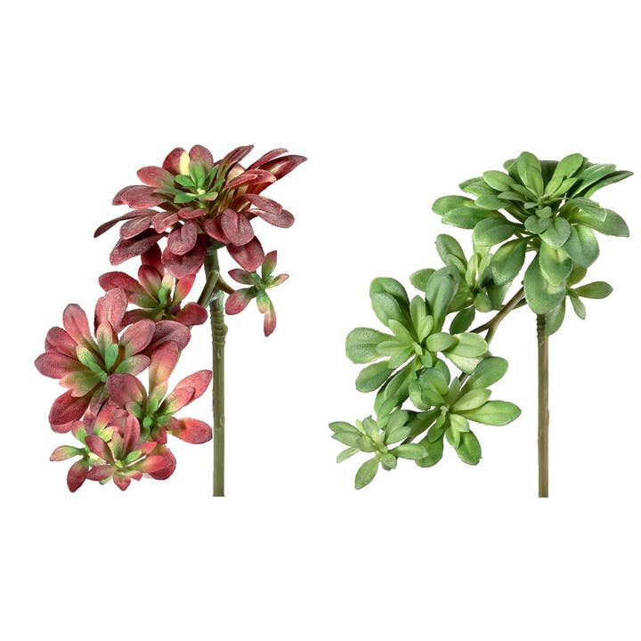 Trailing Echeveria Succulent - 2 color options for wholesale by Will's Company