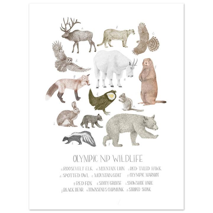 Olympic National Park Wildlife Fine Art Print for wholesale by Stacy Hsu Design & Illustration