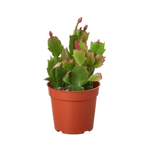 Zygocactus 'Christmas Cactus' for wholesale by Rooted Treasures Farms
