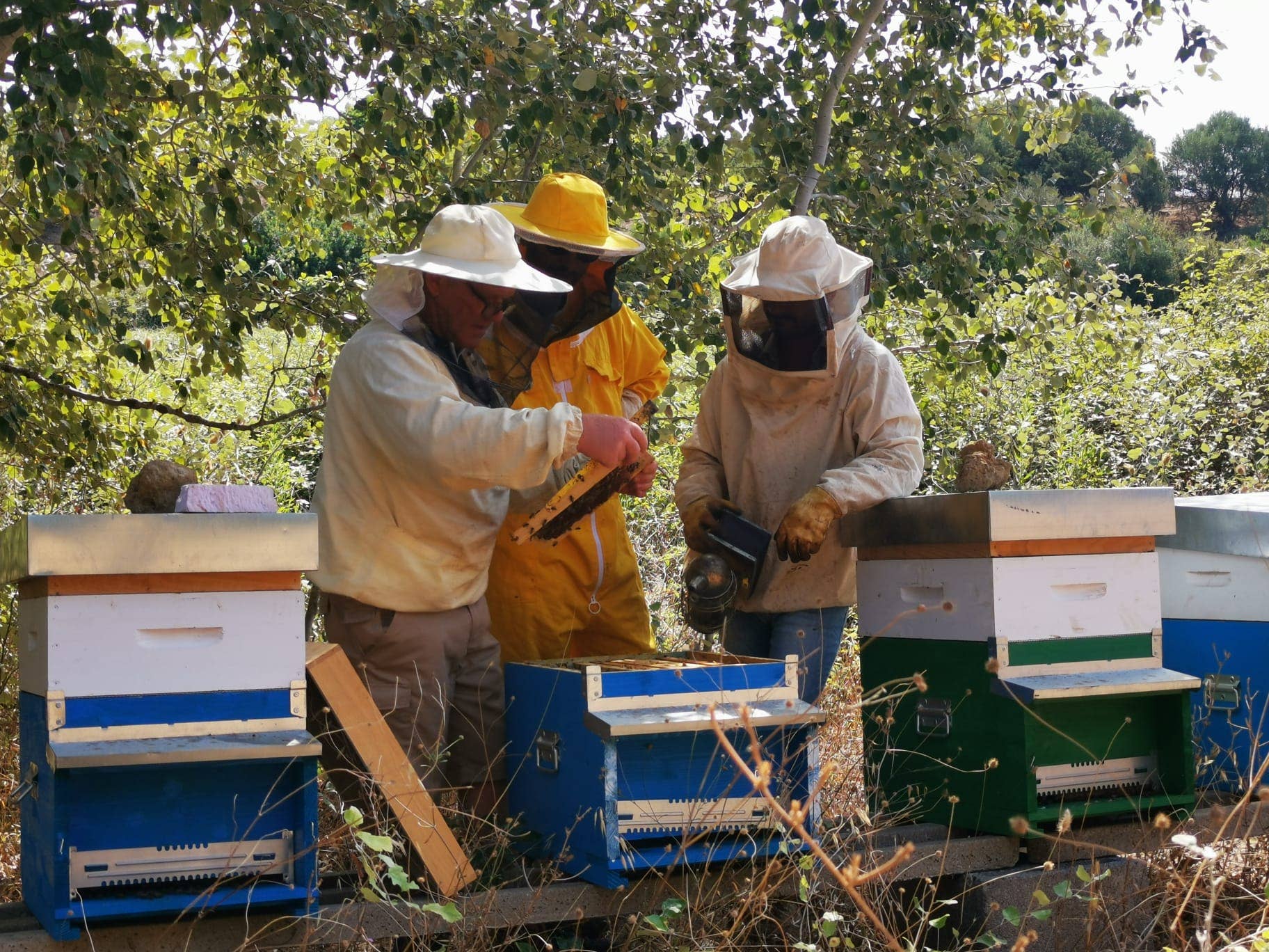 Asphodel - Wholesale Honey - Ocarittu - Eucalyptus Honey - Made in Italy 250g3