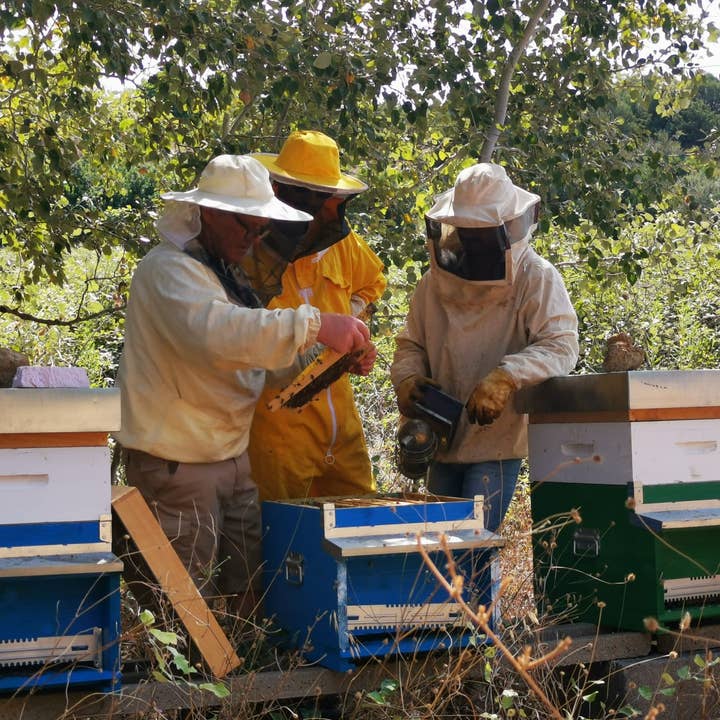 Asphodel – Großhandel Honig – Ocarittu - Eukalyptushonig - Hergestellt in Italien 250g3