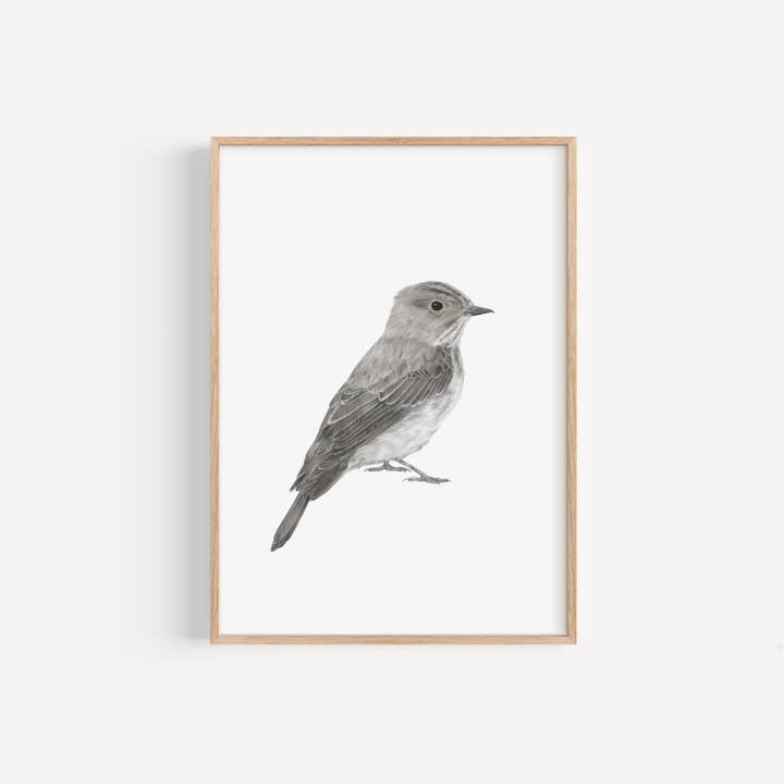 Spotted Fly Catcher Bird Print for wholesale by Lauren Fitton Illustration