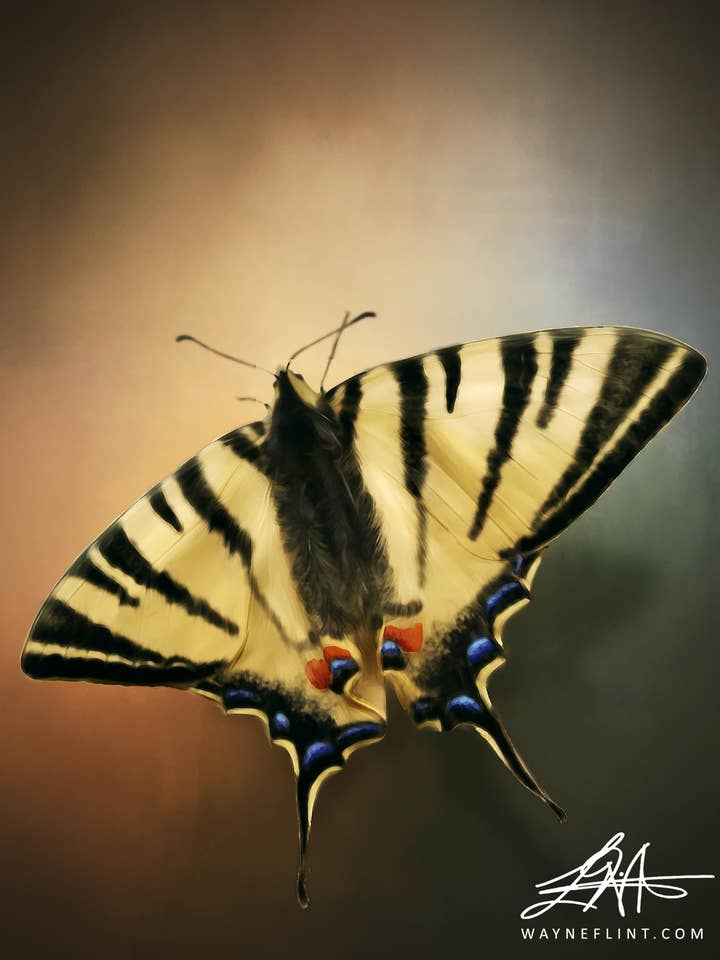 Mariposa digital 1 para venta al por mayor de Wayne Flint Digital Portraits