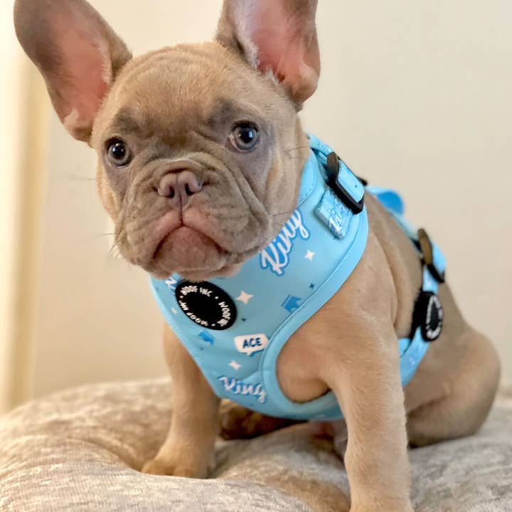 WOOF INC - Wholesale Pet Harness - Dog - King Blue Adjustable Dog Harness2