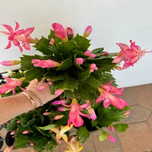 Cactus Potted Plant Straw Topper With Pink Flowers 