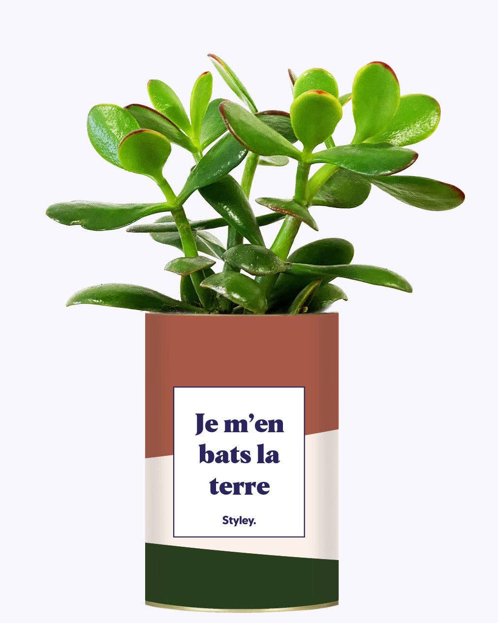 Styley - Wholesale Succulent - Je M'en Bats La Terre - Cactus2