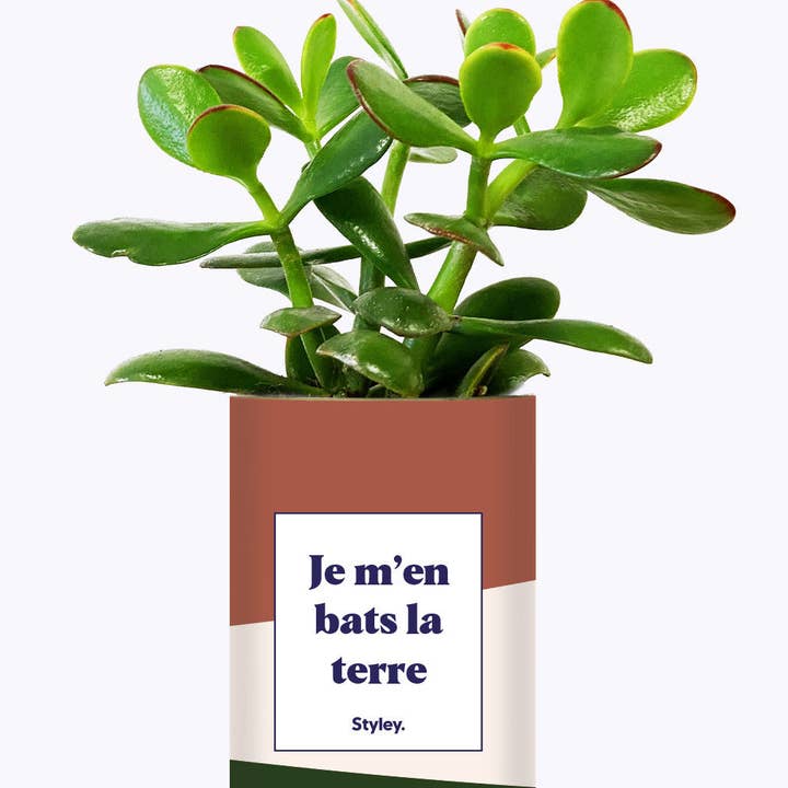 Styley - Wholesale Succulent - Je M'en Bats La Terre - Cactus2