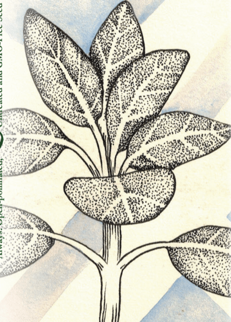 Sow True Seed - Wholesale Plant Seeds - Sage Seeds - Broad Leaf Culinary2