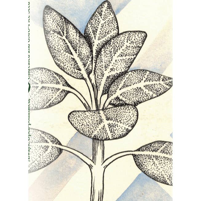 Sow True Seed - Wholesale Plant Seeds - Sage Seeds - Broad Leaf Culinary2