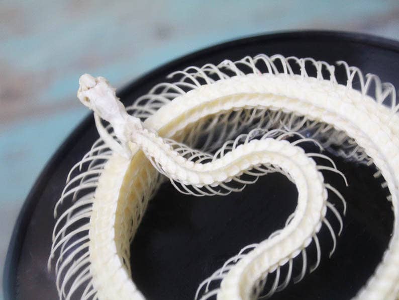 Newman Art Designs - Venta al por mayor Figura decorativa - Esqueleto de serpiente en una cúpula3