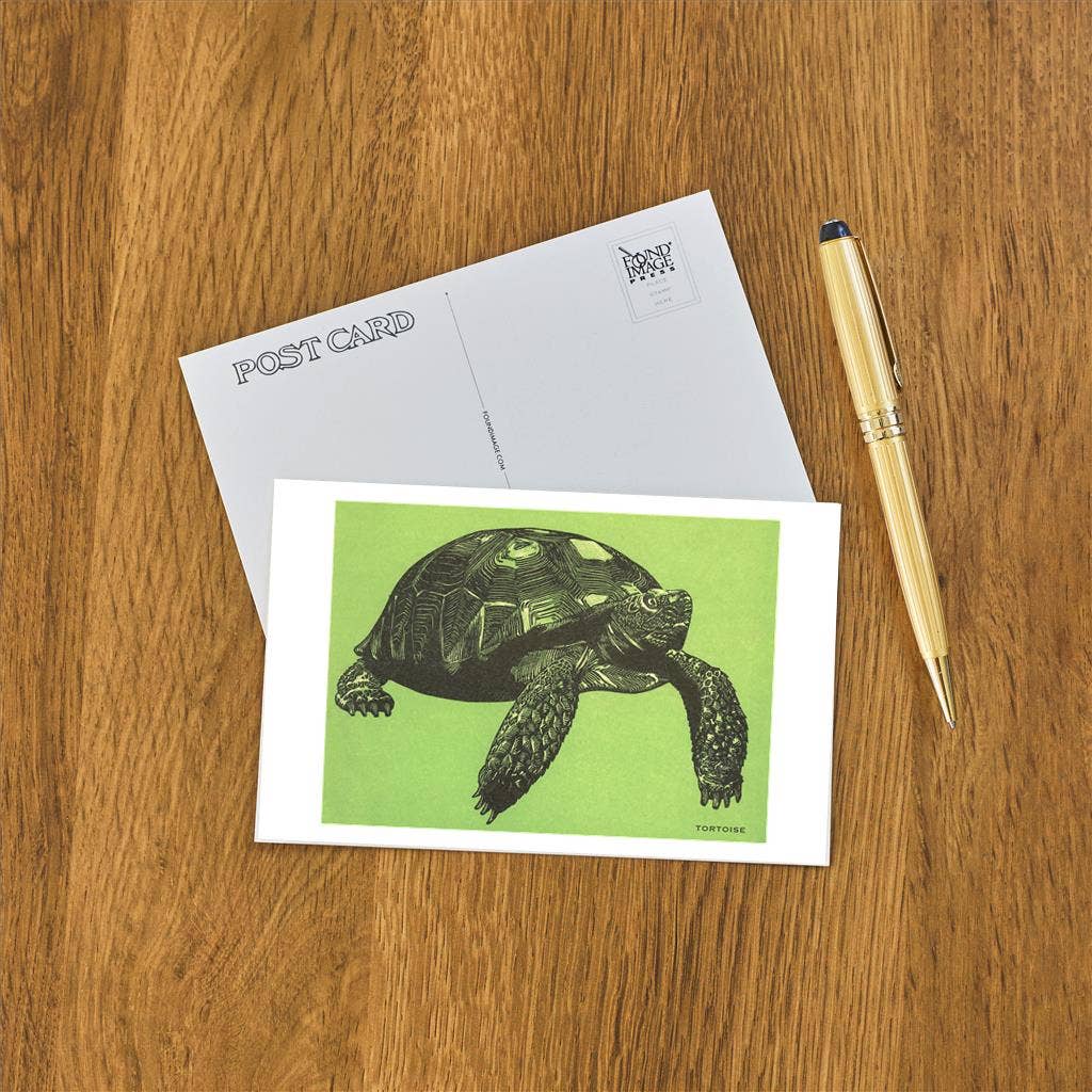 Found Image Press - Wholesale Postcard - Postcard AN-343 Tortoise1