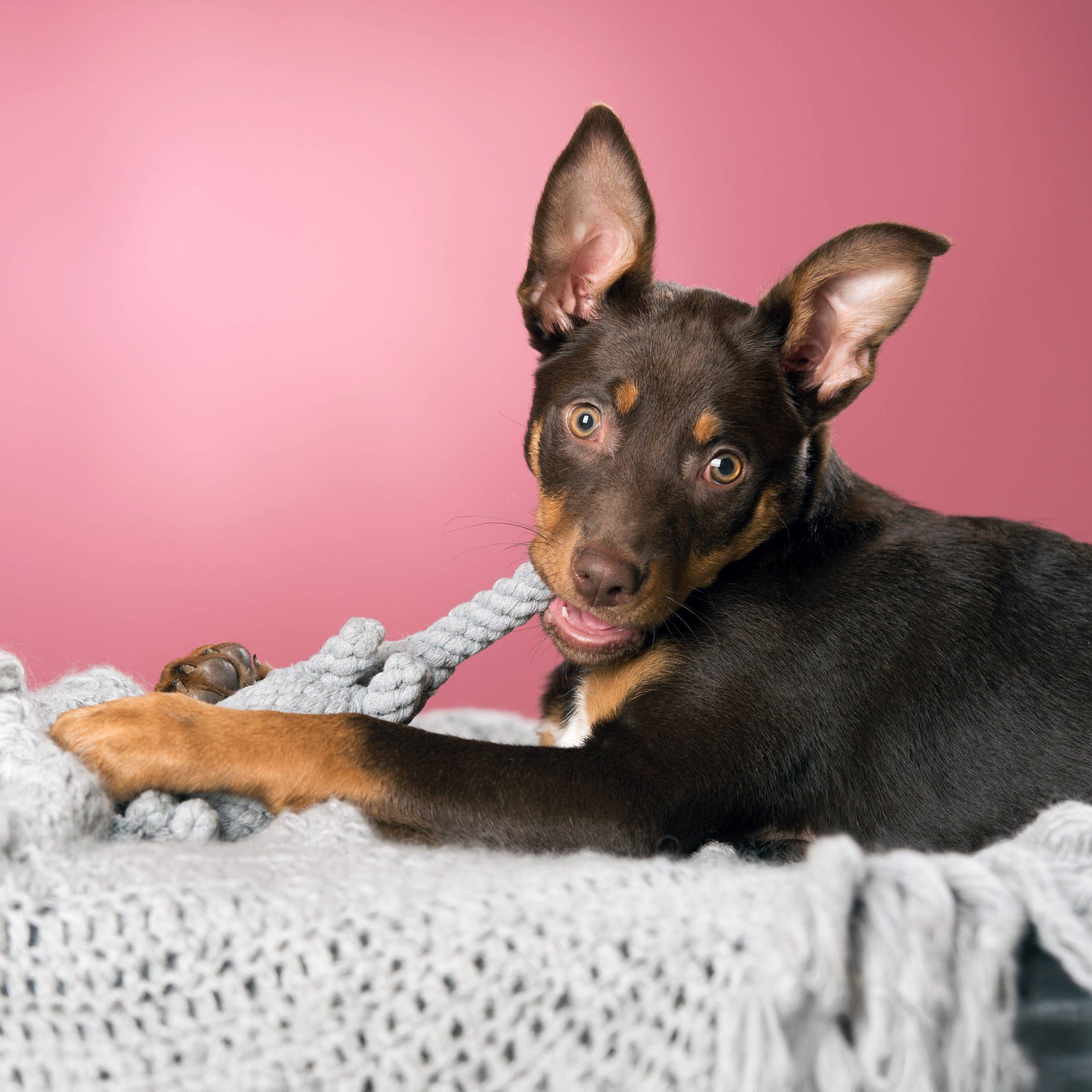 LABONI - Volentis GmbH - Wholesale Pet Chew Toy - Dog - ELTON ELEFANT JR. – The Classic with Big Play Value2