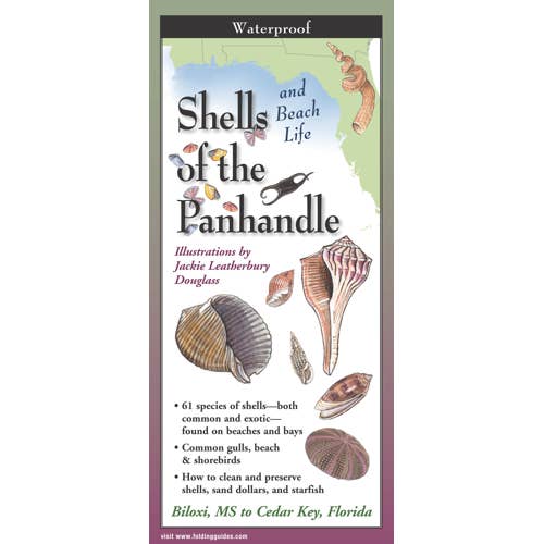 Shells of the Panhandle for wholesale by Earth Sky + Water