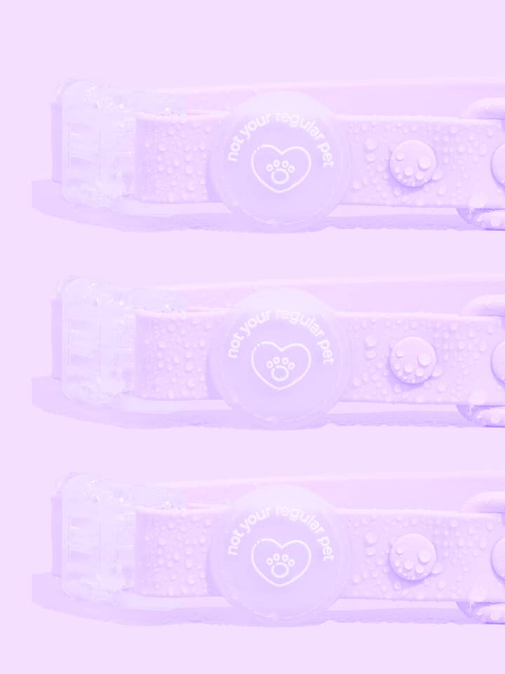 Violet Waterproof Collar for wholesale by Not Your Regular Pet