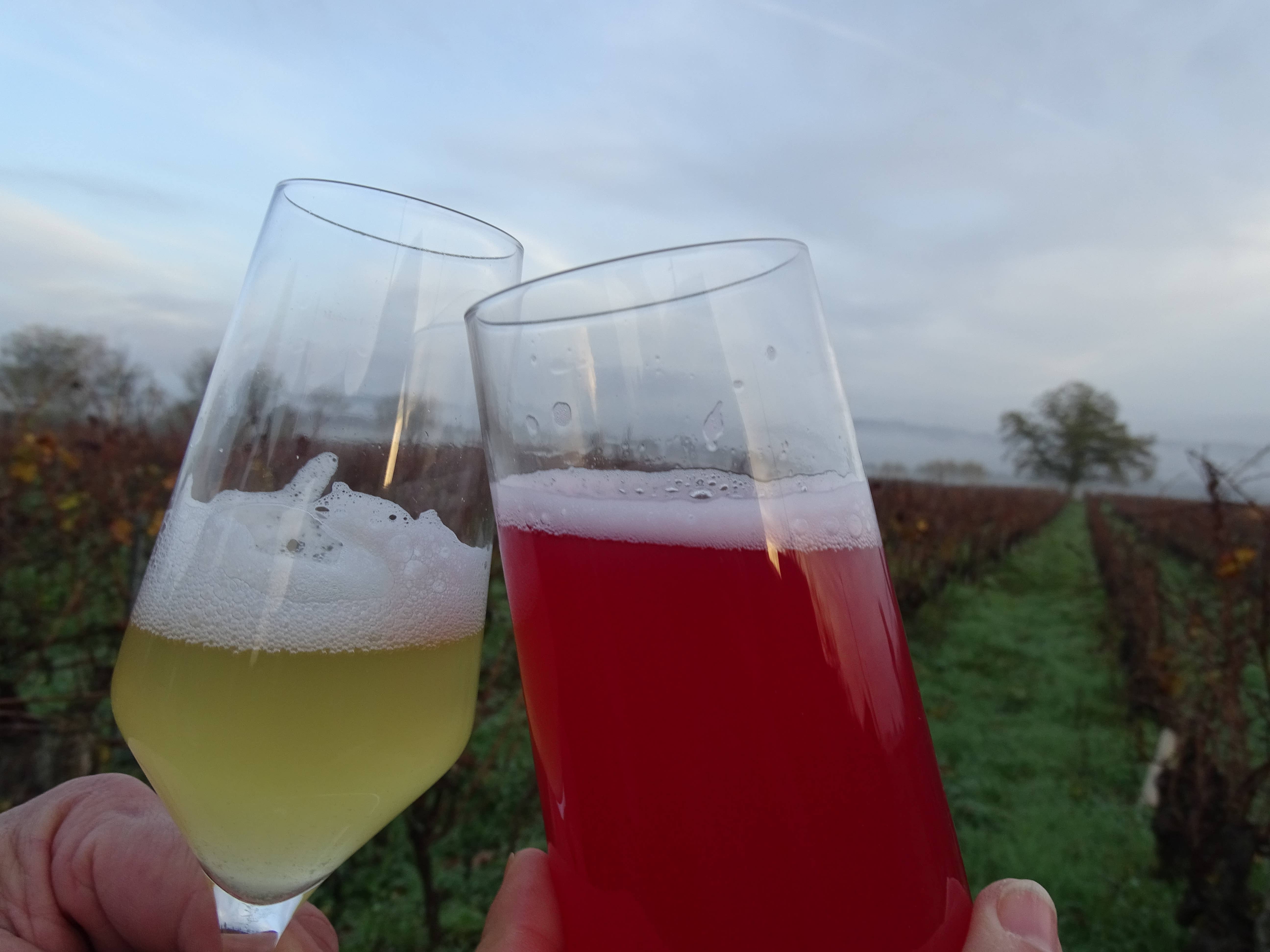 The Kefir & Kombucha Compagnie – Kombuchá por atacado – Kefir Orgânico de Amora - 33 cl2