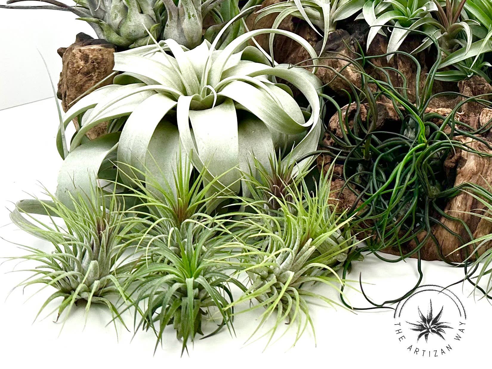 The Artizan Way - Vente Plante - The Essentials Plus - Ensemble de plantes aériennes (50 plantes)9